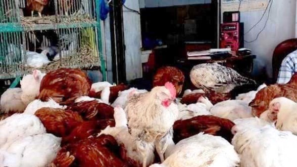 أسعار الدواجن في أسوان اليوم الخميس 2632026