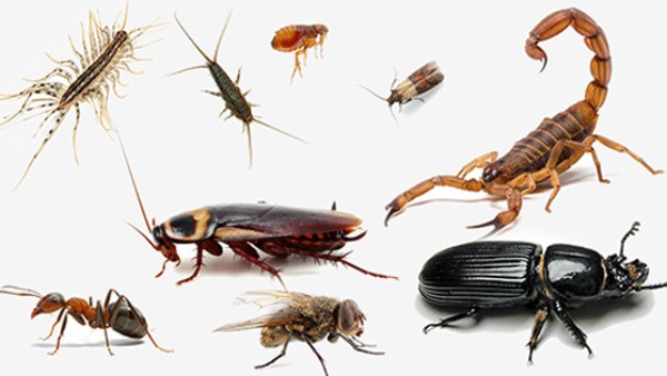 نصائح مهمة لحماية نفسك من الحشرات بعد موجات الطقس السيئ والعواصف الترابية