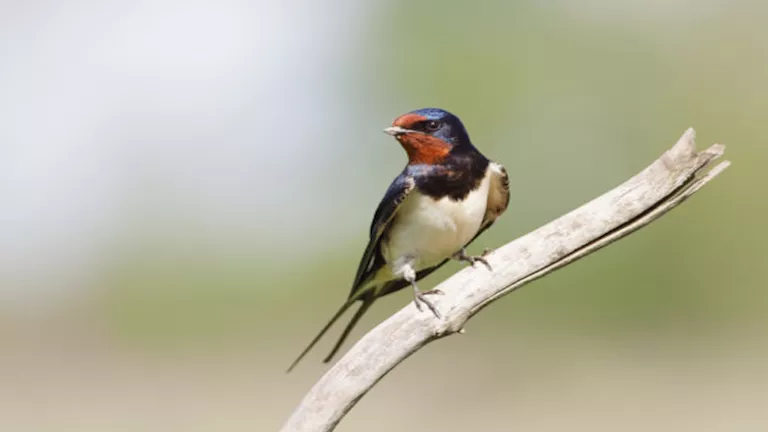 لماذا تجمع الطيور أعقاب السجائر؟ اكتشاف علمي يكشف سلوكا غريبا لحماية أ