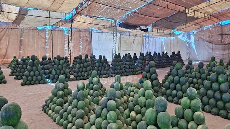 أسواق أسيوط تستقبل البطيخ الصيفي (11)