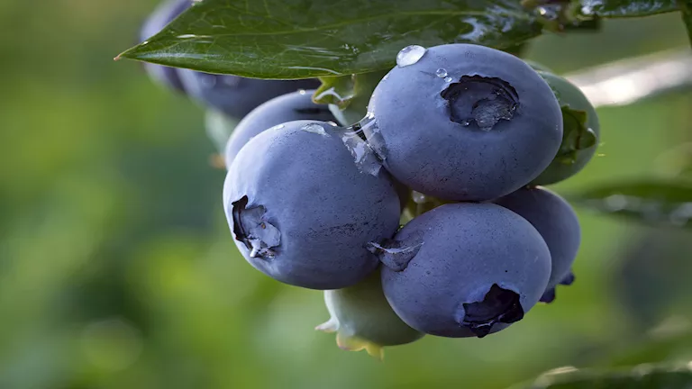 ما تأثير التوت الأزرق على السكر والهضم لدى مرضى السكري؟