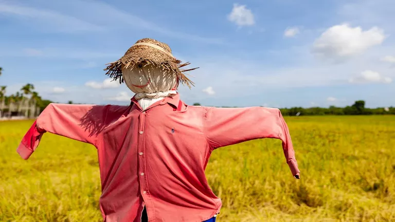 “الحارس الصامت”.. لماذا يوضع “خيال المآتة” في الأراضي الزراعية؟