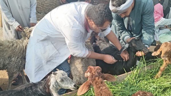 تحصين أكثر من 176 ألف رأس ماشية ضمن الحملة القومية للتحصين ضد مرضي الجلد العقدي وجدري الضأن بالجيزة