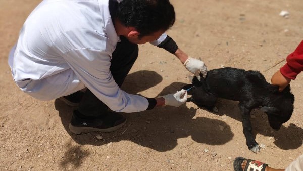 بني سويف.. تحصين 33 كلبًا في الشوارع للوقاية من السعار