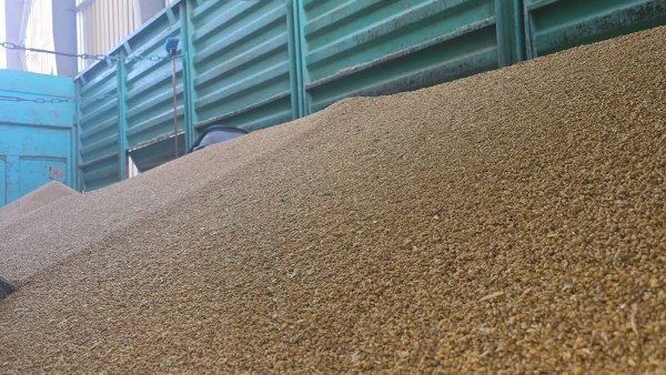 بدء موسم توريد القمح المحلي بصومعة الخارجة