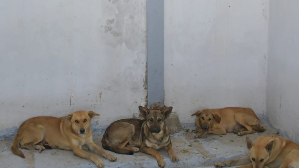 بحضور المحافظ | بدء تشغيل شلتر إيواء الكلاب الضالة الجديد ببورسعيد .. صور