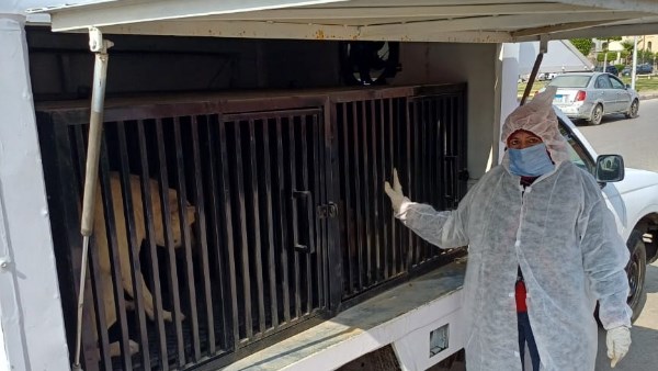 بورسعيد.. حملة في بورفؤاد لجمع الكلاب الضالة ونقلها إلى الشيلتر