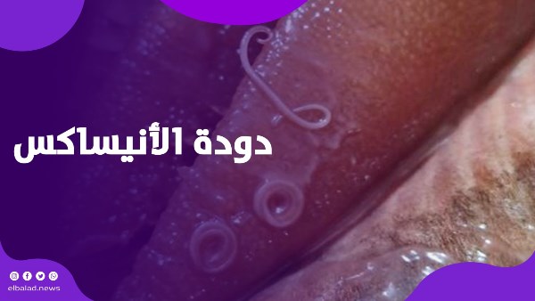 خطر غير مرئي داخل أسماك الرنجة… يمكن أن يسبب كارثة