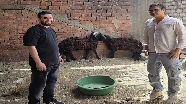 طلب صداقة مقابل ذبح خروف في سوهاج