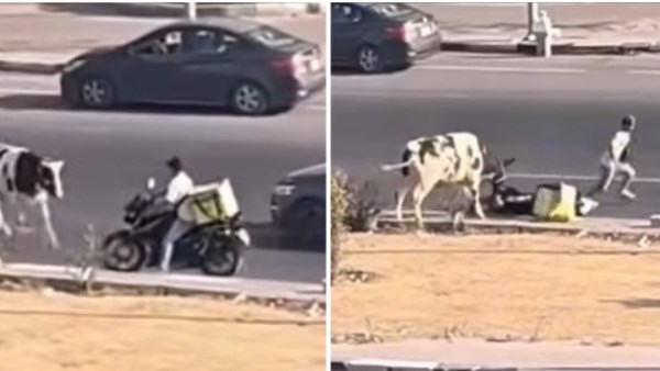 الأوردر اتأخر لأن العجل ثبتني.. ثور هارب يحطم دراجة عامل دليفري في حدائق الأهرام