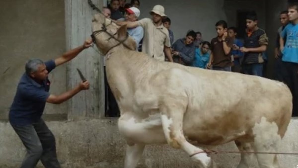 قبل العيد بساعات.. أسعار الأضاحي وعقوبة الذبح خارج المجازر