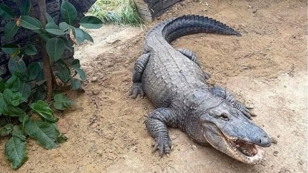 صدمة في بريطانيا.. رجل يلقي طفلا للتماسيح بحديقة حيوان