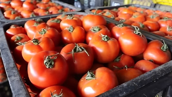 نائب رئيس شعبة الخضروات يزف بشرى بشأن انخفاض أسعار الطماطم.. فيديو