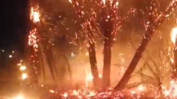 دون خسائر.. اندلاع حريق في أشجار نخيل بصحراوي قنا أمام قرية الترامسة|صور