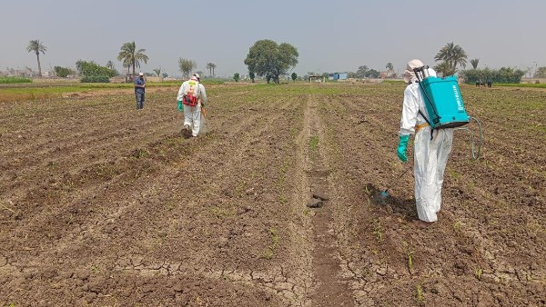 وزارة الزراعة تضرب الآفات في مهدها.. حملة استباقية لحماية المحاصيل بالمحافظات