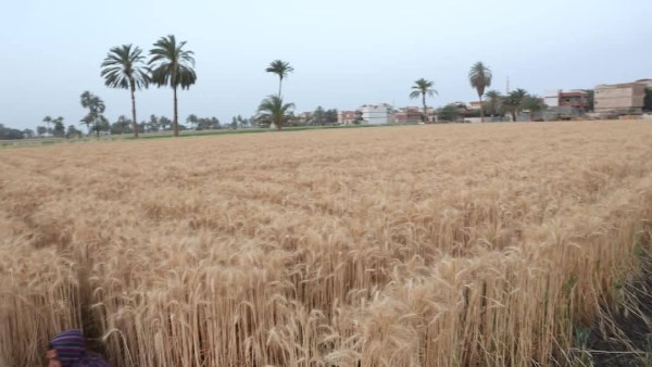 توريد القمح بالصوامع 