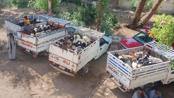 ضمن مشروع «باب أمل».. «بيطري سوهاج» تسلّم رؤوس أغنام للمستفيدين بساقلته بعد فحوصات وتحصينات شاملة|صور