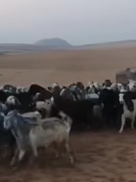 مستوطنون يمنعون المواطنين من رعي مواشيهم في الأغوار الشمالية