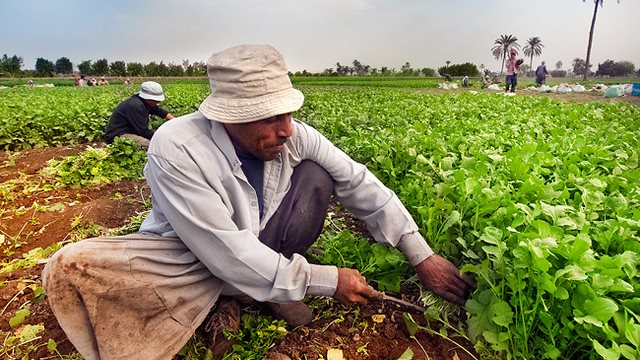 إنقاذ الفلاح يبدأ من خفض تكلفة الإنتاج.. والزراعة مفتاح الأمن الغذائي والاقتصاد