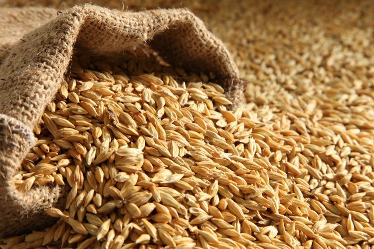 أسعار الأرز انخفضت 18% بسبب وفرة الإنتاج وموسم الحصاد