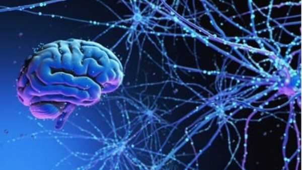 علماء يكتشفون أن الدماغ البشري يتكون في الواقع من عضوين منفصلين