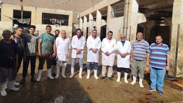 إعدام 1791 كجم من اللحوم والمنتجات المخالفة في حملات بيطرية بسوهاج