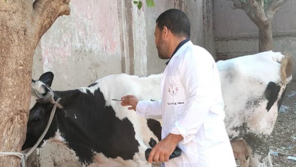 تحصين 77 ألفًا و912 رأس ماشية بالغربية ضد الجلد العقدي وطاعون المجترات الصغيرة